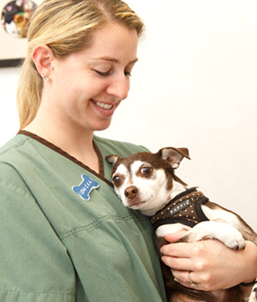 burlingame pet emergencies