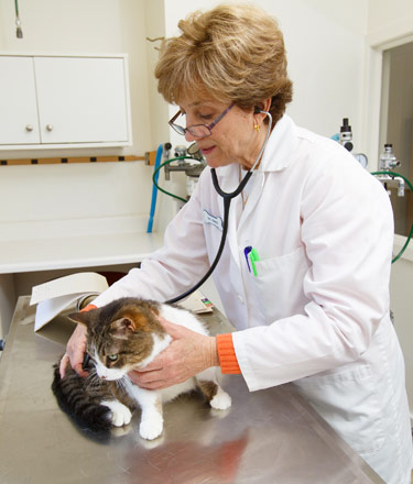 burlingame veterinary services